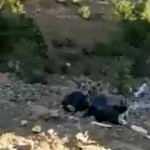 Ter&ouml;rden temizlenen Hakkari dağları yaban hayvanlarıyla renklendi 