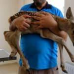 Yaralı yavru ceylana İneg&ouml;l&rsquo;de şefkat eli 