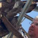 Arkeologlar kızıl şahini bu halde buldu