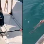 Yalova'da oltaya k&ouml;pek balığı takıldı