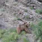 &Ccedil;ekim yaparken fark etti, tosunu yiyen ayıyı dron ile kovaladı