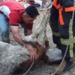 Denizli&rsquo;de kurbanlık inek su kuyusuna d&uuml;şt&uuml;, imdadına itfaiye yetişti