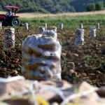 Hasadın sürdüğü Tokat'ta 22 bin ton patates rekoltesi bekleniyor