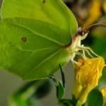 Kahramanmaraş'ta bulundu! Nadir g&ouml;r&uuml;l&uuml;yor