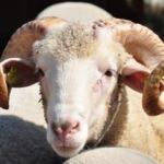 Kurbanda vekalet nasıl verilir? Kurbanda vekalet şart mı? Kurban kesiminde vekalet nasıl verilir? Şart mı? 