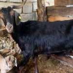 Kurbanlık aldığı ke&ccedil;i doğum yaptı