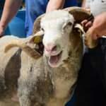 Pazarın en ağır ko&ccedil;u Pablo dikkatleri &uuml;zerine &ccedil;ekiyor