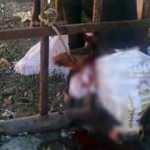 Sahibinin elinden ka&ccedil;an kurbanlık d&uuml;venin başı korkuluklara sıkıştı