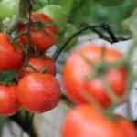 Türkiye'den 247 milyon 998 bin dolarlık domates ihracatı