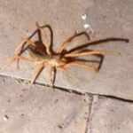 &Ccedil;ocuk parkında sarıkız &ouml;r&uuml;mceği korkusu