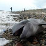 Karaya vuran canlı yunus i&ccedil;in dakikalarca ter d&ouml;kt&uuml;ler