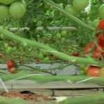 Nevşehir’den Ukrayna’ya domates ihracatı