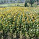 Tam 33 sene sonra ay&ccedil;i&ccedil;eği ektiler