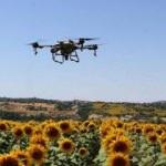 Trakya'da ayçiçeği tarlalarında 'çayır tırtılı' istilası