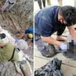 Timsahın midesini a&ccedil;ınca şoke oldular