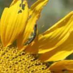 Trakya'da ayçiçeği tarlalarını çayır tırtılları istila etti
