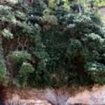 Adana&rsquo;daki 4 bin yıllık dev sarmaşık ihtişamıyla g&ouml;z dolduruyor