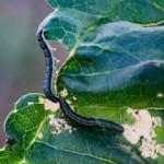 AK Parti'li Aksal duyurdu: Edirne'de &ccedil;ayır tırtılı b&uuml;y&uuml;k &ouml;l&ccedil;&uuml;de kontrol altına alındı