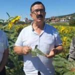 Bursa'da &ccedil;ayır tırtılı istilası devam ediyor