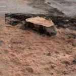 İBB'nin kestiği &ccedil;ınarların yerine diktiği fidanlar kurudu