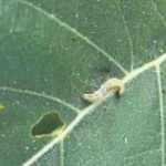 Tırtıl istilasına karşı drone ile m&uuml;cadele