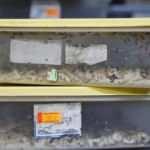 Zararlı &ccedil;ayır tırtılıyla 'Faydalı b&ouml;cekler' m&uuml;cadele edecek