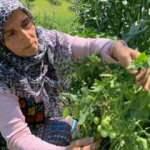 Sakarya'da şaşırtan olay! Patates diye ekti domates &ccedil;ıktı