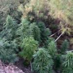 Elazığ&rsquo;da kenevir tarlasını sularken yakalandı