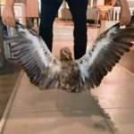 Elazığ&rsquo;da kızıl akbaba bitkin halde bulundu