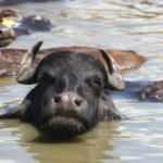 Erzurum&rsquo;da mandaların g&ouml;l i&ccedil;indeki keyifli anları belgeselleri aratmadı   