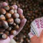 Fındık ne kadar? 2022 TMO Giresun, Levant ve Sivri kalite kabuklu fındık fiyatları!