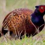 Keneyle m&uuml;cadelede s&uuml;l&uuml;n hamlesi! Samsun&rsquo;dan T&uuml;rkiye&rsquo;ye dağıtılacak