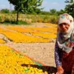 Malatya&rsquo;da kayısı hasadı başladı! Bin 782 ton rekolte bekleniyor