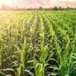 Buğday ve mısır fiyatlarında düşüş