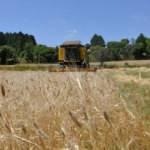 Kastamonu'da 'Hitit buğdayı' siyezin hasadına başlandı
