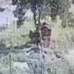 Sincan&rsquo;da başıboş k&ouml;pekler bir vatandaşa saldırdı