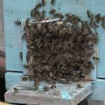 Bursa'da arılar ortalığı karıştırdı! Bir anda sokağı istila ettiler