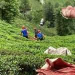 &Ccedil;ay hasadında, teleferik sepetinin &ccedil;arpmasıyla yaralandı