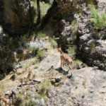 Nesli tehlike altında olan dağ ke&ccedil;ileri Munzur Dağlarında g&ouml;r&uuml;ld&uuml;