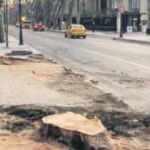 Orman M&uuml;hendisleri Odası'ndan '&ccedil;ınar ağacı' raporu: İBB pek &ccedil;ok yanlış yaptı!