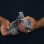 Posta g&uuml;vercini 1050 kilometreyi 24 saatte tamamlayarak 1&rsquo;inci oldu