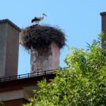 Sivas&rsquo;ta 54 yıldır aynı yere yuva yapan leylekler mahalle sakini oldu