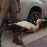 Kursağında &ccedil;&ouml;p kalan k&ouml;r leylek tedavi altına alındı