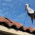 Leyleğin İstanbul'da boynundaki okla g&ouml;&ccedil; yolculuğu