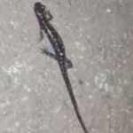 Nesli tehlikede olan 'Kafkas semenderi' G&uuml;m&uuml;şhane'de g&ouml;r&uuml;nt&uuml;lendi