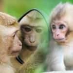 Rüyada maymun görmek neye işaret eder? Rüyada yavru maymun görmek hayırlı mıdır?