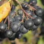 Süper meyve ‘Yalova aronyası” hasat için gün sayıyor