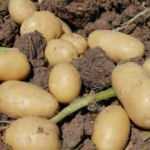 Fransa'da kuraklık patates hasadını vurdu