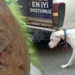 Alkoll&uuml; s&uuml;r&uuml;c&uuml; yasaklı k&ouml;peğiyle dehşet sa&ccedil;tı: 1 polis yaralandı