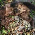 Arabanın &ccedil;arptığı yavru ayı yaşamını yitirdi